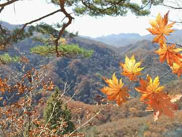 放虎归山指什么生肖打一动物经典解资料解释落实